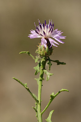 BUITEN BEELD Foto: 282261