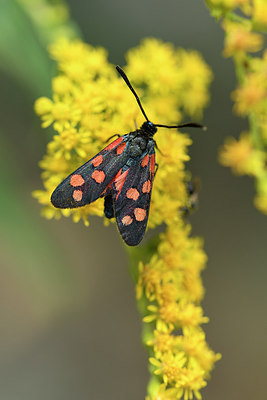 BUITEN BEELD Foto: 282262