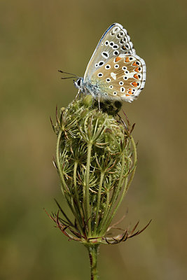 BUITEN BEELD Foto: 282264