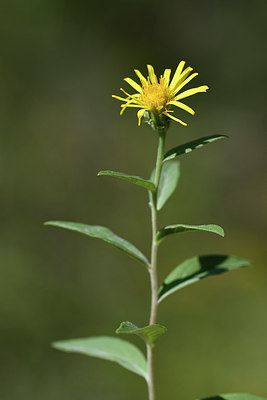 BUITEN BEELD Foto: 282275