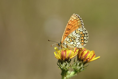 BUITEN BEELD Foto: 282278