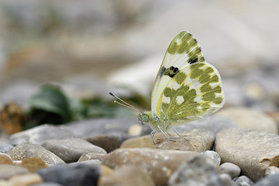 BUITEN BEELD Foto: 282282