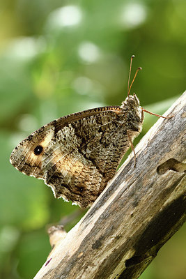 BUITEN BEELD Foto: 282284