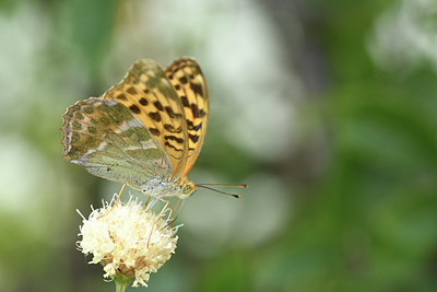 BUITEN BEELD Foto: 282288