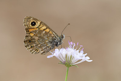 BUITEN BEELD Foto: 282296