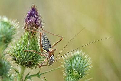 BUITEN BEELD Foto: 282298