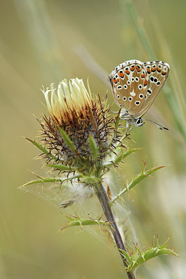 BUITEN BEELD Foto: 282308