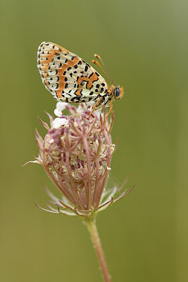 BUITEN BEELD Foto: 282316