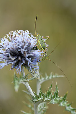 BUITEN BEELD Foto: 282318
