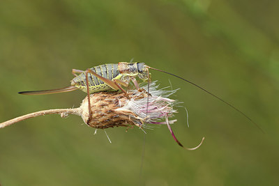BUITEN BEELD Foto: 282320