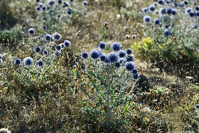 BUITEN BEELD Foto: 282323