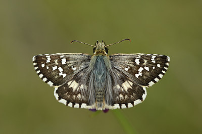 BUITEN BEELD Foto: 282330