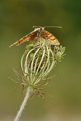 BUITEN BEELD Foto: 282336