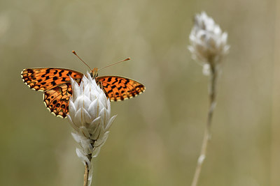 BUITEN BEELD Foto: 282338