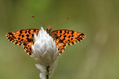 BUITEN BEELD Foto: 282340