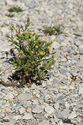 BUITEN BEELD Foto: 282347