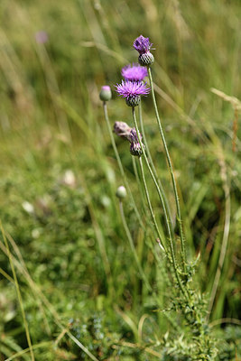 BUITEN BEELD Foto: 282351