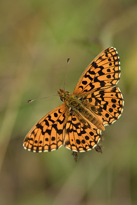 BUITEN BEELD Foto: 282364