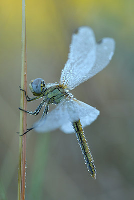 BUITEN BEELD Foto: 282370