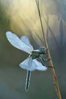 BUITEN BEELD Foto: 282372