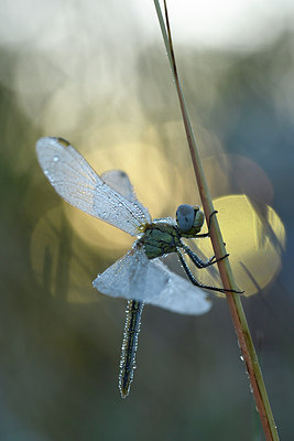 BUITEN BEELD Foto: 282374
