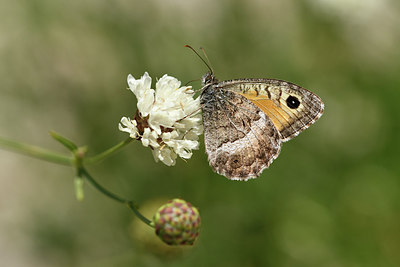 BUITEN BEELD Foto: 282382