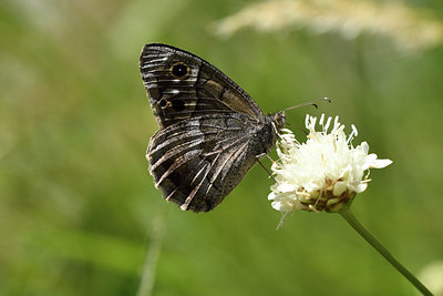 BUITEN BEELD Foto: 282384