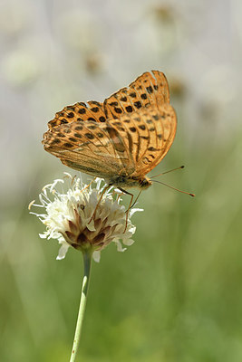 BUITEN BEELD Foto: 282386