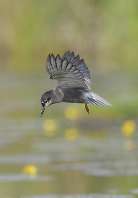 BUITEN BEELD Foto: 282393
