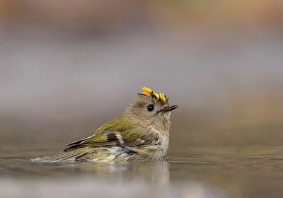 BUITEN BEELD Foto: 282401