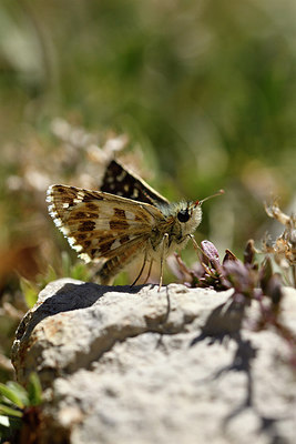 BUITEN BEELD Foto: 282416
