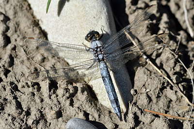 BUITEN BEELD Foto: 282421