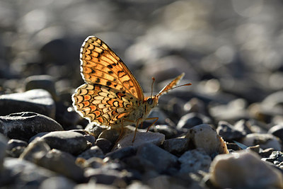 BUITEN BEELD Foto: 282425