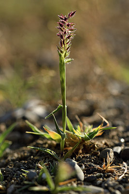 BUITEN BEELD Foto: 282434