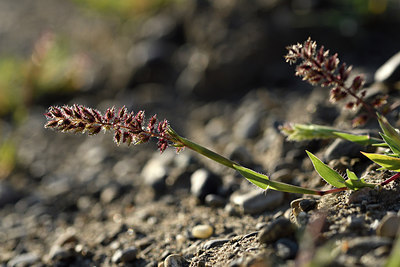 BUITEN BEELD Foto: 282436