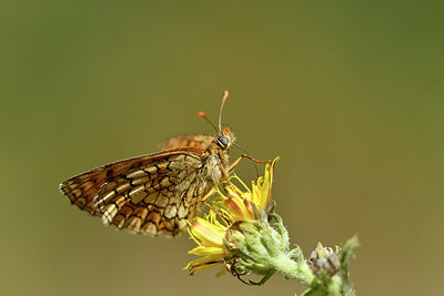 BUITEN BEELD Foto: 282445