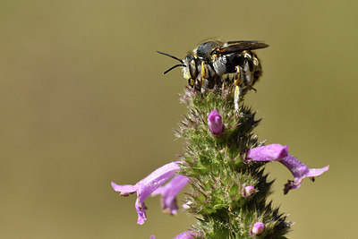 BUITEN BEELD Foto: 282451
