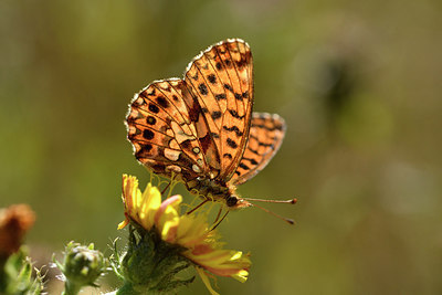 BUITEN BEELD Foto: 282457