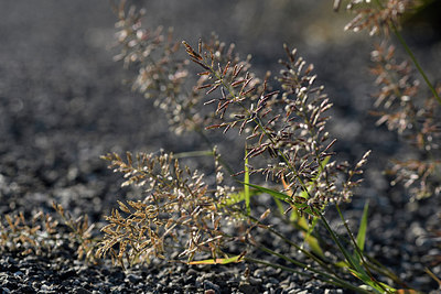 BUITEN BEELD Foto: 282460