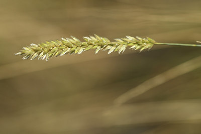 BUITEN BEELD Foto: 282466