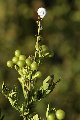 BUITEN BEELD Foto: 282468