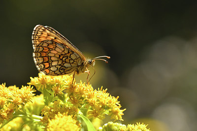 BUITEN BEELD Foto: 282475