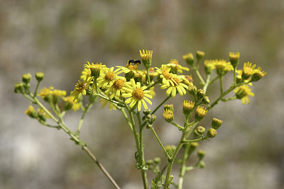 BUITEN BEELD Foto: 282476