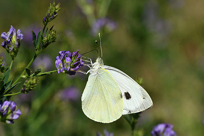BUITEN BEELD Foto: 282499