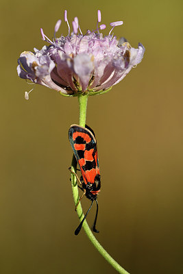 BUITEN BEELD Foto: 282509