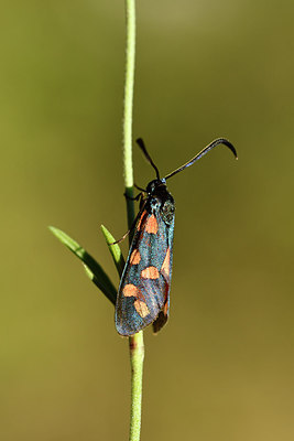 BUITEN BEELD Foto: 282511