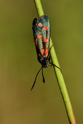 BUITEN BEELD Foto: 282513