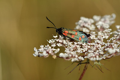 BUITEN BEELD Foto: 282515