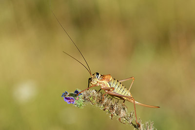 BUITEN BEELD Foto: 282521