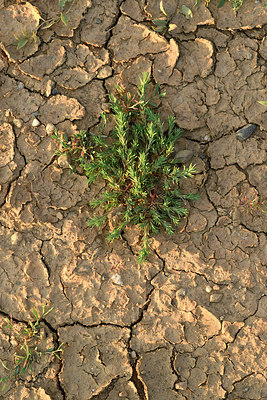 BUITEN BEELD Foto: 282522
